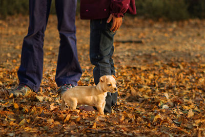 Dog standing on field