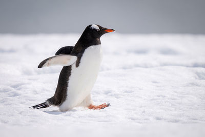 Gentoo penguin holds out flippers crossing snow