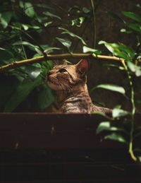 Cat sitting in a plant