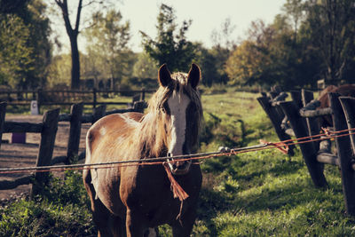 View of horse in field