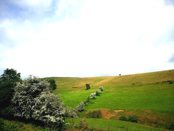 Trees on field against sky