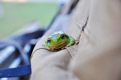 Close-up of lizard