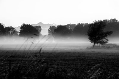 Trees on field against sky