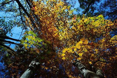 Low angle view of tree