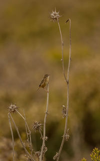 Close-up of dry plant