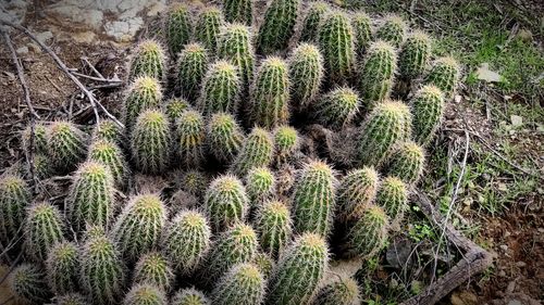 Full frame shot of cactus plant