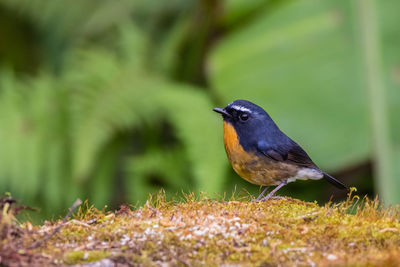 Close-up of bird perching on a field