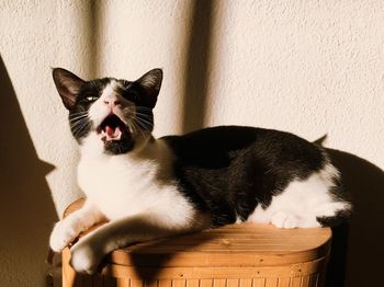 Close-up of cat yawning at home