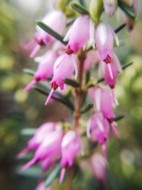 Close-up of pink flowering plant