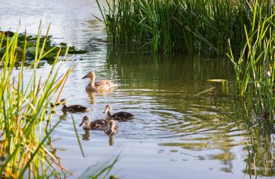 Mallard ducks in lake