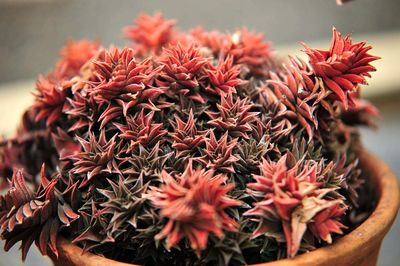 Close-up of succulent plants