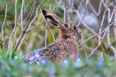 Close-up of rabbit