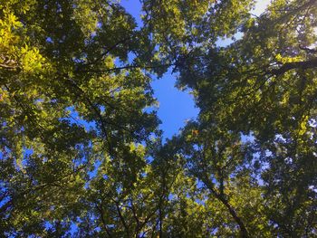 Low angle view of trees against sky on sunny day