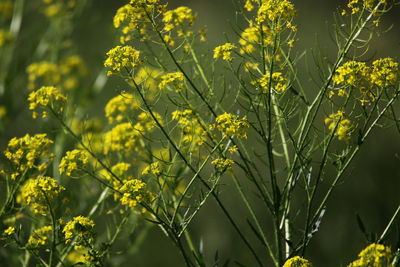 Close-up of yellow flowering plant