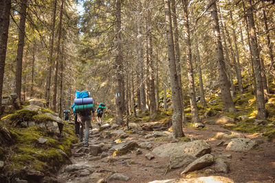 Rear view of hikers walking in forest