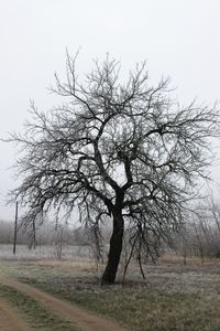 Bare tree on field against clear sky