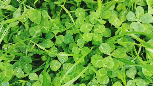 Full frame shot of green leaves