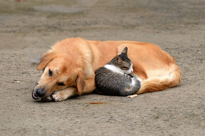 View of a dog resting on land