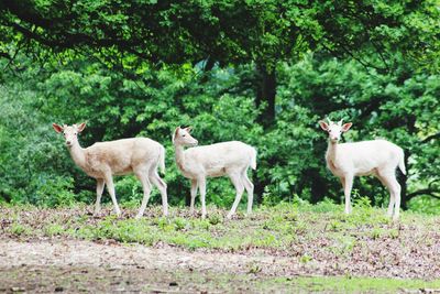 Sheep standing in a field