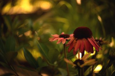 Close-up of red flowering plant