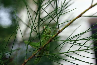 Close-up of insect on plant