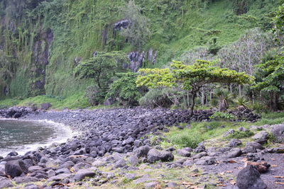 View of stream flowing through rocks in forest