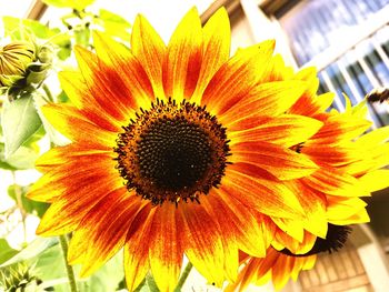 Close-up of sunflower blooming outdoors