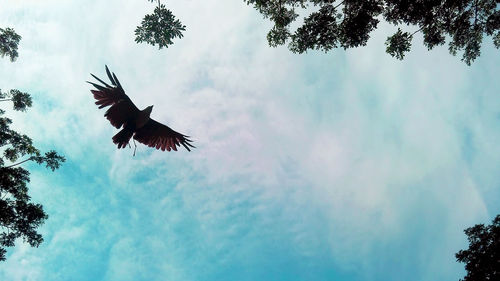 Low angle view of bird flying against sky