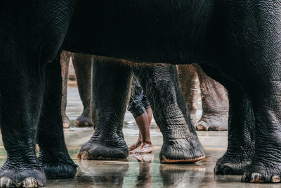  a man within the elephant legs during bathing session.