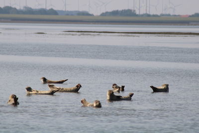 Ducks swimming in lake