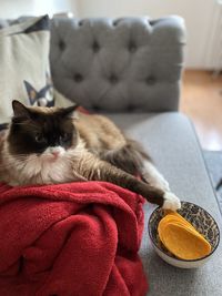 Cat relaxing on sofa at home