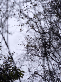 Close-up of bird perching on tree during winter