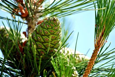 Close-up of pine cones on branch