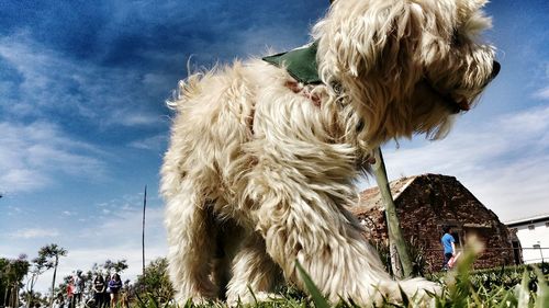 Dog sticking out tongue against sky