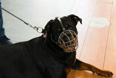 Rottweiler dog breed wuth metallic muzzle at the veterinary clinic