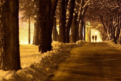 Footpath passing through trees