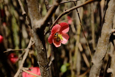 Close-up of pink flowering plant