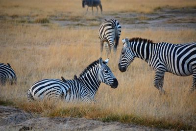 Zebra and zebras on field