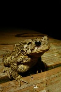 Close-up of lizard on wood