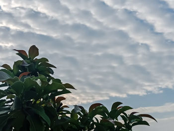 Low angle view of plant against sky