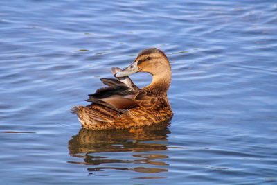 Duck swimming in a lake