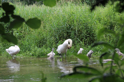 Ducks in a lake