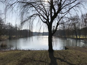 Bare trees by river against sky
