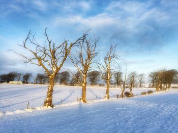 Snow covered field