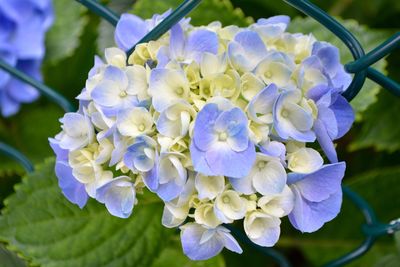 Close-up of purple flowering plants
