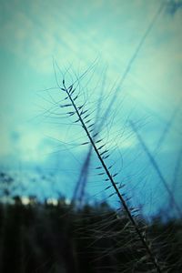 View of tree against sky
