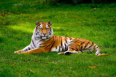 Tiger sitting on grassy field by tree