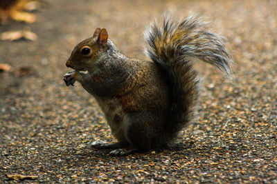 Close-up side view of squirrel on ground