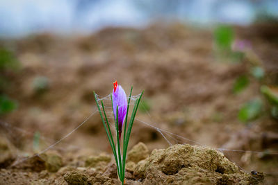 Close-up of purple crocus flowers on field