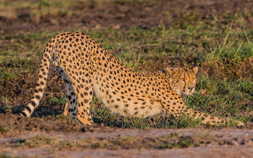 A cheater stretching on the ground